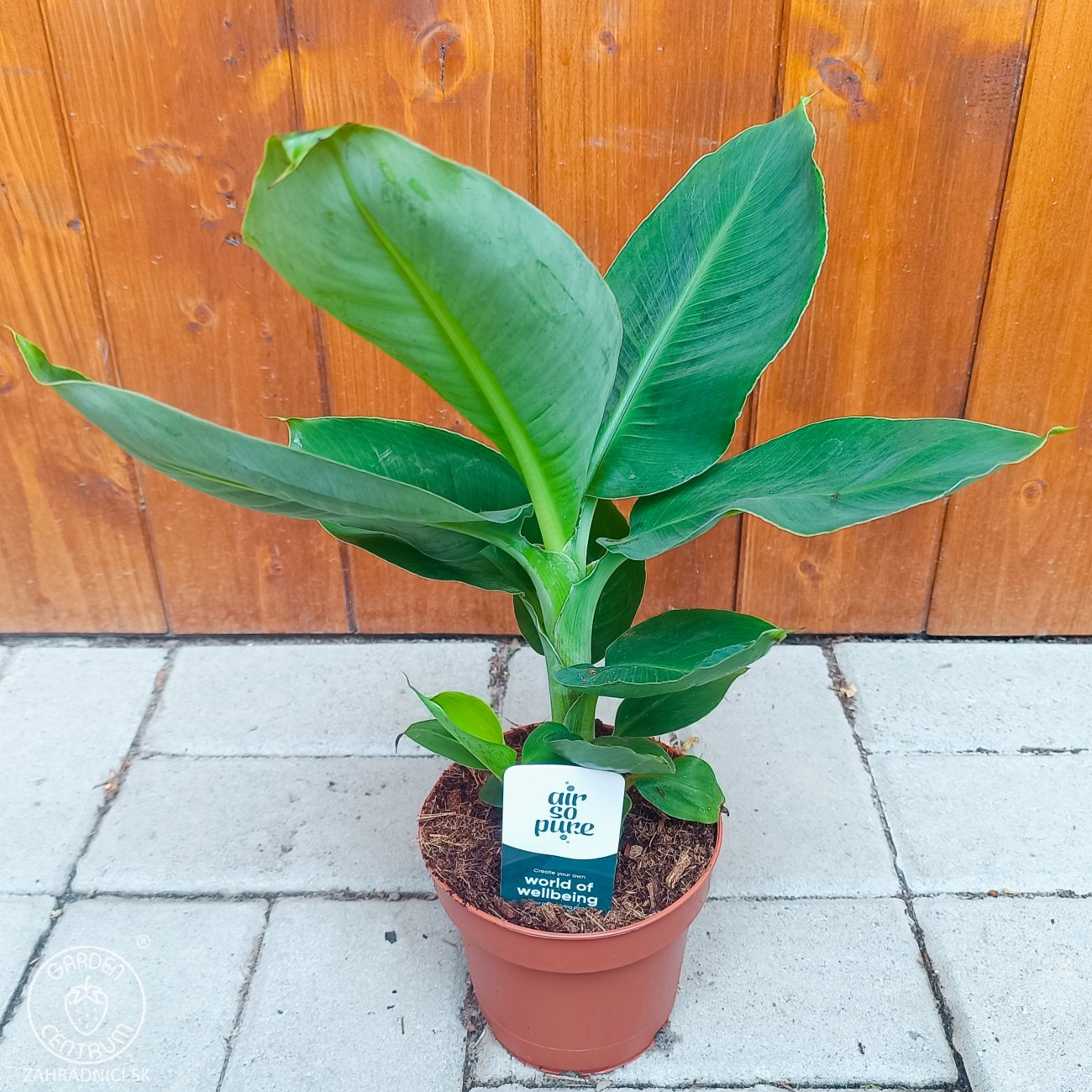 Obrázok Banánovník (Musa acuminata) ´DWARF CAVENDISH´ - výška 20-30 cm, kont. C1L